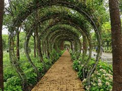 -海上花岛玫瑰园采摘