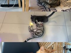 -平行世界·猫咖(首经贸店)