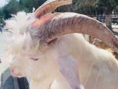 -新疆天山野生动物园