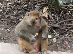 -黔灵山公园