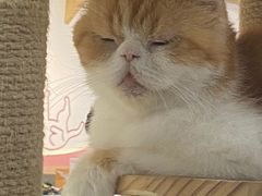 -喵园·猫主题咖啡厅·撸猫·猫咖(国贸店)