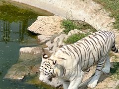 -石家庄市动物园