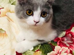 -袖虎·猫馆(体育西路店)