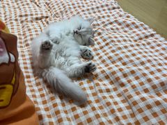 -欣宠猫屋·矮脚拿破仑·蓝金金渐层