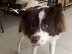 -翊宠yipet猫狗购宠庄园犬舍•猫舍