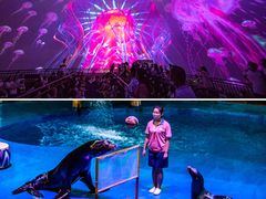 -烟台海昌鲸鲨海洋公园