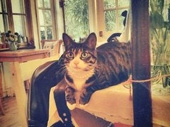 海边的猫和咖啡馆-海边的猫和咖啡馆