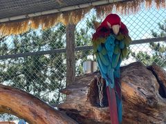 -西霞口神雕山野生动物世界