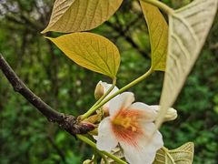 -武汉紫薇都市田园