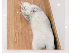 -联萌宠物医院(猫病专科)