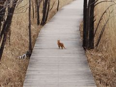 -野鸭湖国家湿地公园