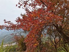 -广州市石门国家森林公园