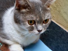 -猫色咖啡·猫咖