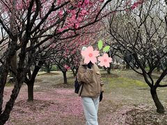-香雪海