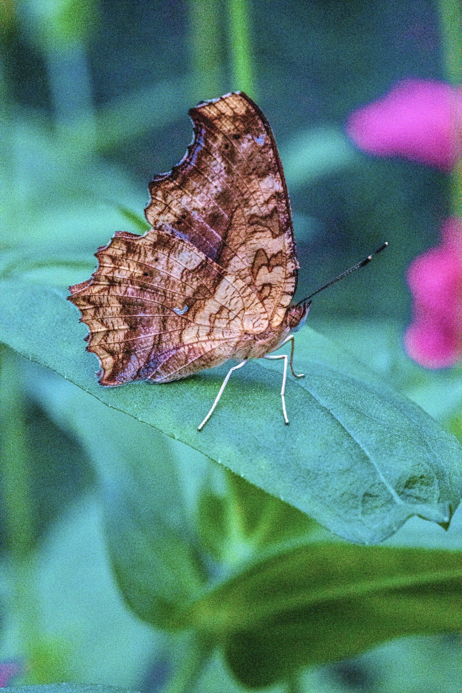 🔖 昆虫记 · 黄钩蛱蝶