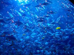 -成都浩海立方海洋公园