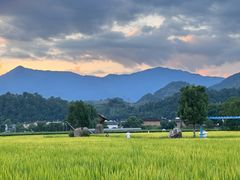 -福建土楼（华安）旅游区•大地土楼群