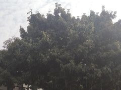 -磁器口古镇