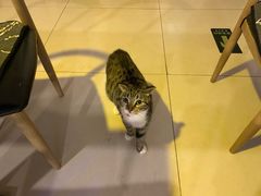 -平行世界·猫咖(首经贸店)