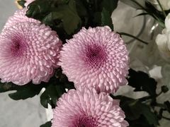 -Gigi Florist·Dk Coffee