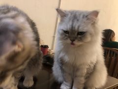 -猫友咖啡店(玉林西路店)