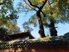 -北京国子监胡同