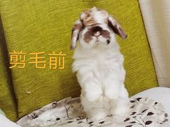 -宠物兔专门店(天丰利市场店)