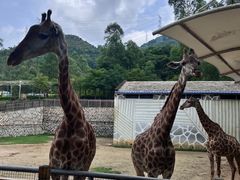 -泉州海丝野生动物世界