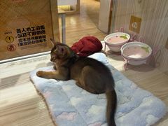 -屋虎猫馆(宝安大仟里店)