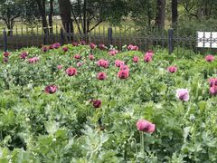 -国家植物园南园