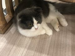 -飞行喵MR PILOT|猫舍·猫咖(静安大融城店)