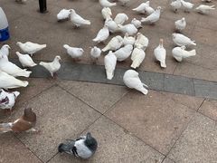 -海合安武汉极地海洋公园