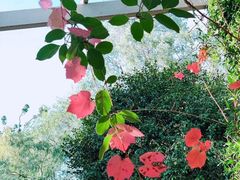 -墨尔本皇家植物园