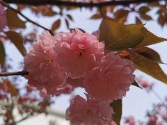 -高东镇樱花园