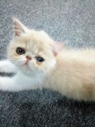 猫咪宝贝-痘庄科学祛痘国际连锁机构