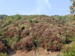 -贵州百里杜鹃风景名胜区