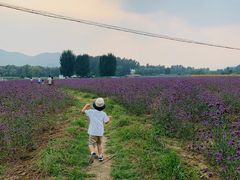 -北京东方普罗旺斯薰衣草庄园