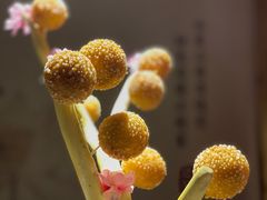 椰果绣球-锦上中式酒馆(南内环店)
