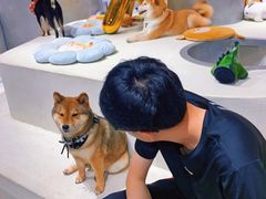 -柴务处·柴犬主题狗咖