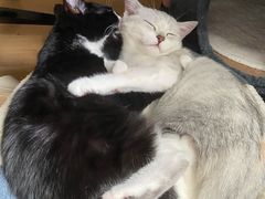 -PETKIT 小佩宠物·低压洗护·美容·寄养(安远店)