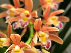 -金陵花卉交易市场