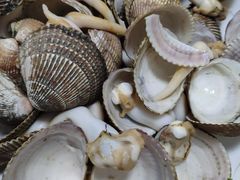 -张树军海鲜(王府壹号店)