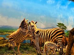 -国家自然博物馆