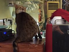 -猫色咖啡·猫咖