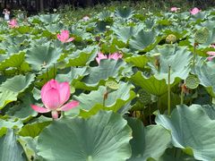 -莲花池公园