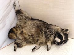 -浣熊柯尔鸭土拨鼠·电玩咖