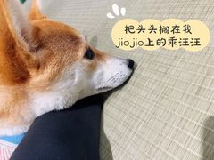 -逗柴咖啡屋·狗咖猫咖宠物桌游