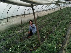 -胜丰草莓采摘园