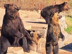 -沈阳森林动物园