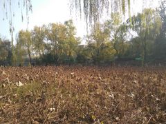 景点-莲湖公园